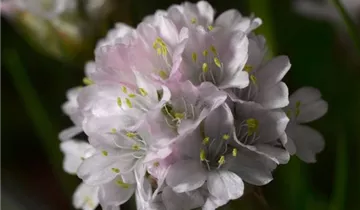 Armeria maritima Armada Pink