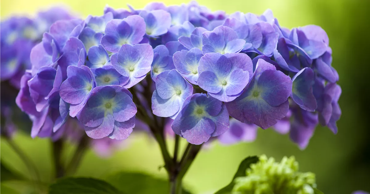 Hydrangea Diva Fiore Blau