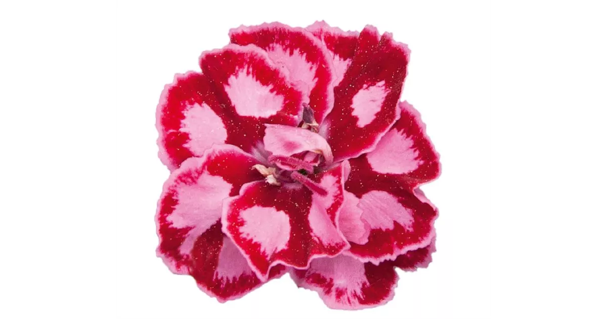 Dianthus 'Diantica® Strawberry Cream'