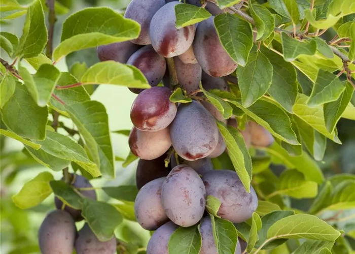 domestica Prunus CAC \'Imperial\'