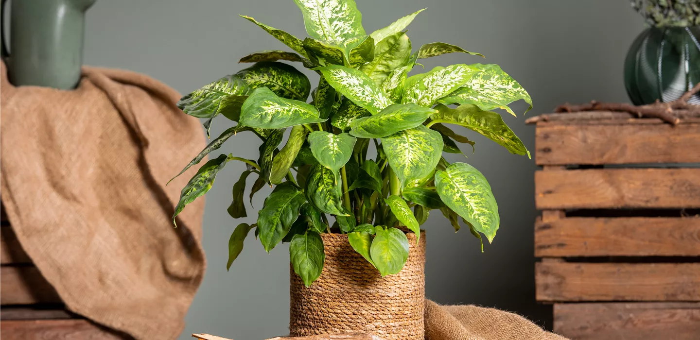 Dieffenbachia seguine 'Compacta'