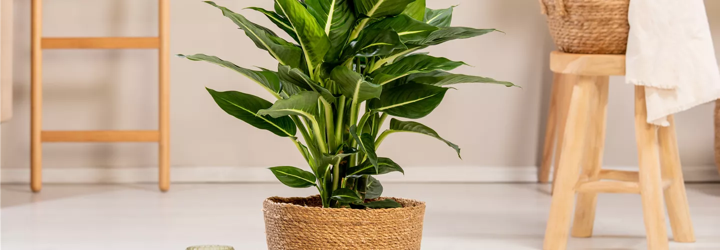 Dieffenbachia seguine 'Green Magic'