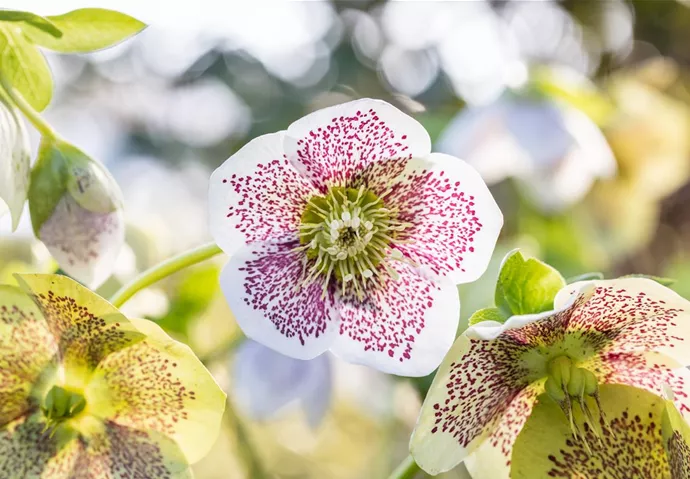 Helleborus als Frühblüher im Garten