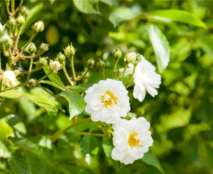 Rosen im Herbst pflanzen und Vorfreude genießen