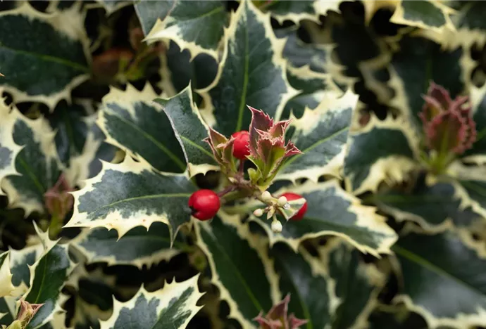 Ilex aquifolium 'Argentea Marginata'