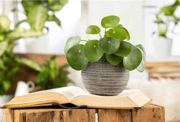 Pilea peperomioides