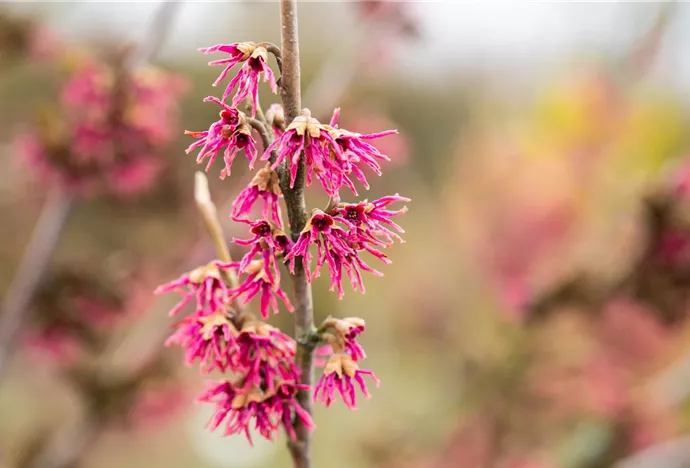 Hamamelis vernalis 'Amethyst'