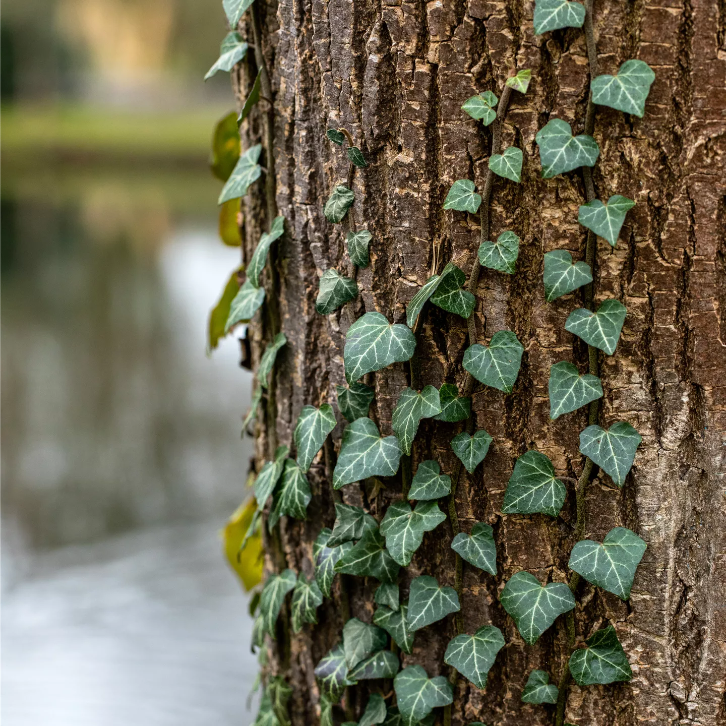 Hedera helix