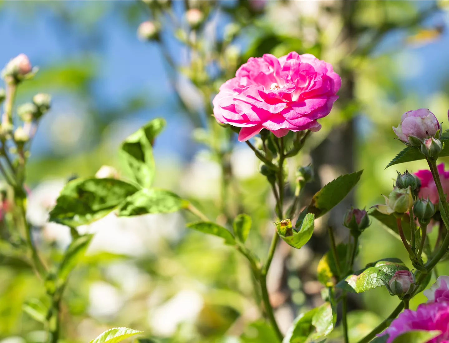 Rosa 'Rosenpflege im Sommer ist wichtig für eine hübsche Blüte