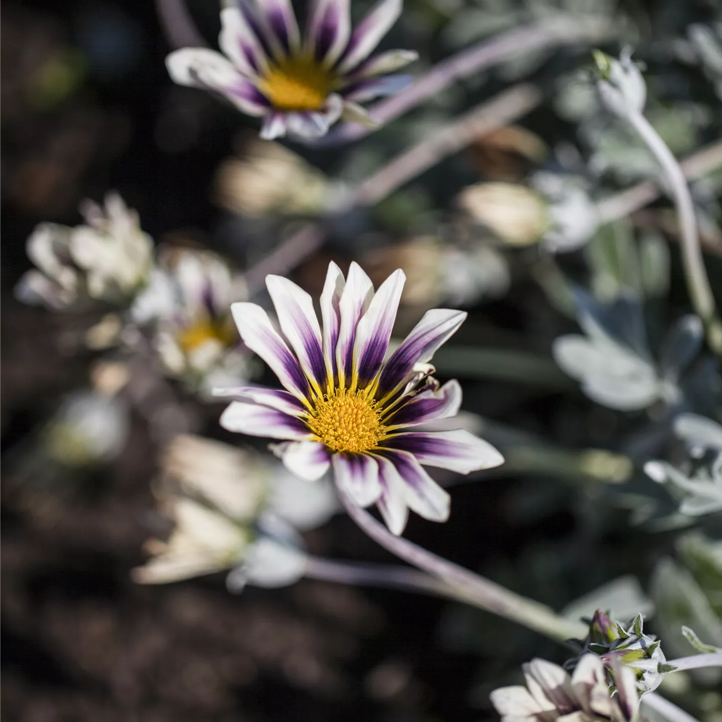 Gazania rigens